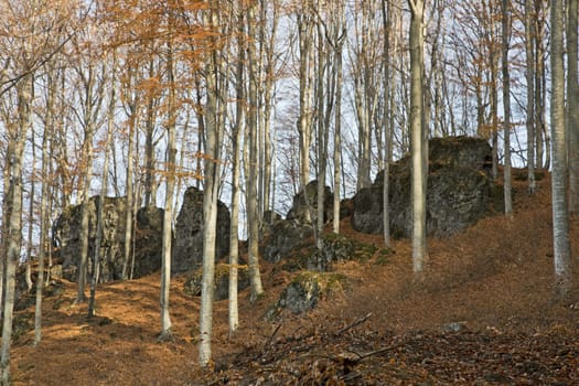 Beech forest in autumn with big rocks