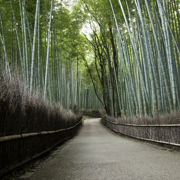 Bamboo grove in Arashiyama in Kyoto, Japan near the famous Tenryu-ji temple. Tenryuji is a Zen Buddhist temple which means temple of the heavenly dragon and is a World Cultural Heritage Site. 