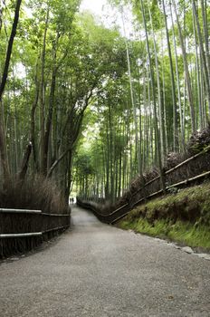 Bamboo grove in Arashiyama in Kyoto, Japan near the famous Tenryu-ji temple. Tenryuji is a Zen Buddhist temple which means temple of the heavenly dragon and is a World Cultural Heritage Site. 