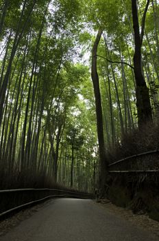 Famous bamboo grove at Arashiyama, Kyoto - Japan, near the famous Tenryu-ji temple. Tenryuji is a Zen Buddhist temple which means temple of the heavenly dragon and is a World Cultural Heritage Site.  