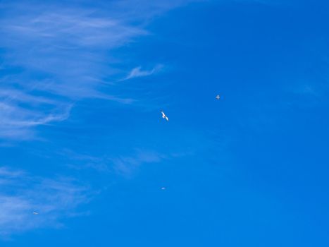 blue sky and birds high in the sky