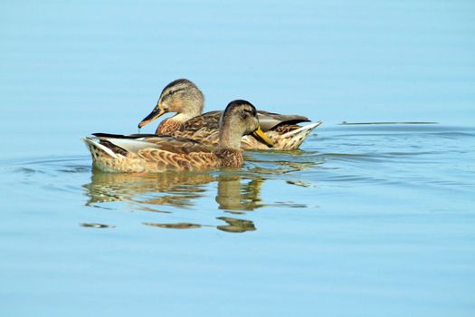 Two ducks in blue water