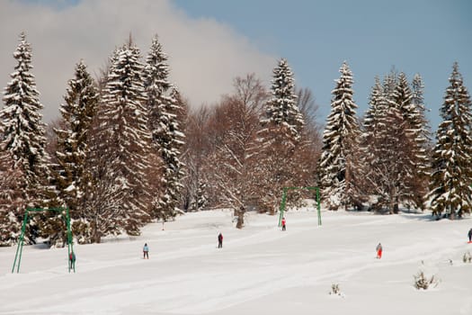 Ski slope along huge pine trees with skiers