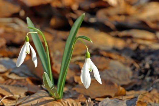 Snowdrop macro in the undergrowth