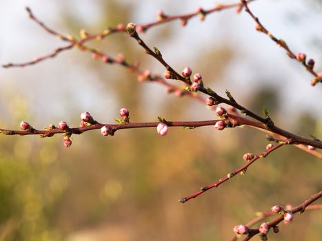 buds on a branch or a apple tree