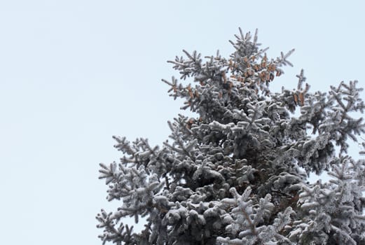 spruce tree over blue sky at winter