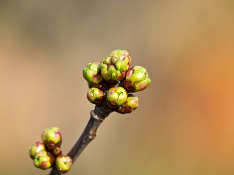 btanch of cherry tree with flower buds