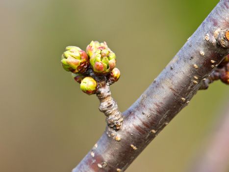 flower buds on a branch of cherry tree