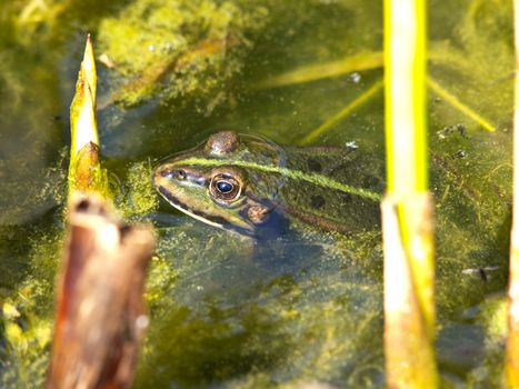 green frog in the lake