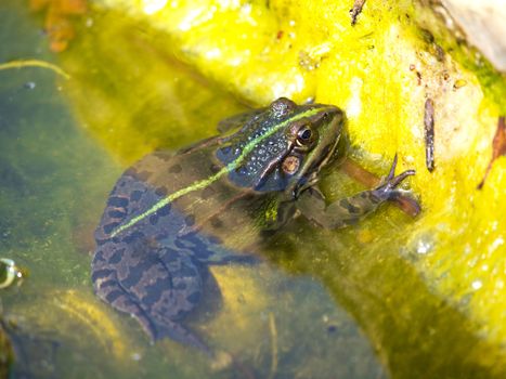 green frog in the lake
