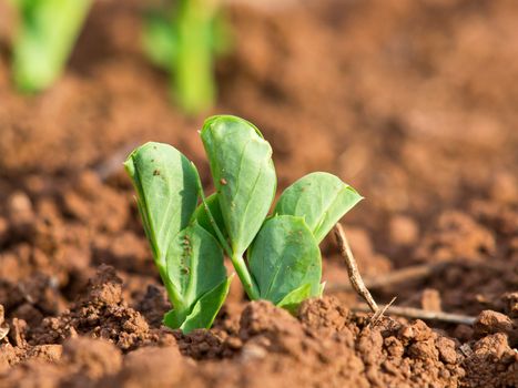 young plants of green peas 