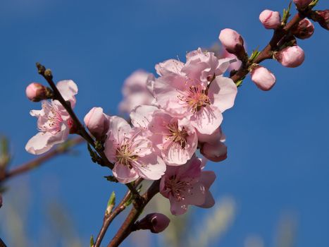 peach fruit tree branch full of flowers