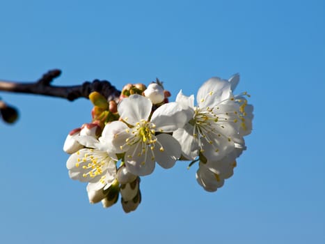 cherry tree branch with white flowers