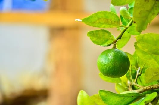 Green lime on a branch