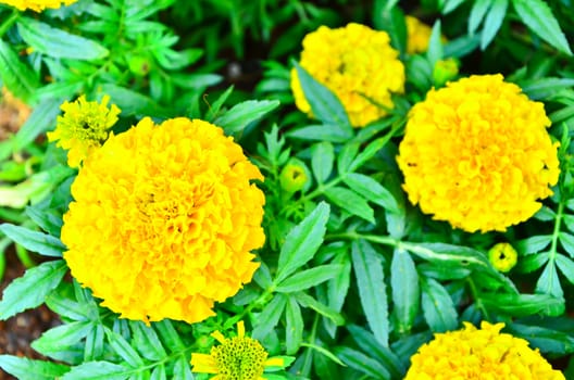 Marigold flower in Thailand