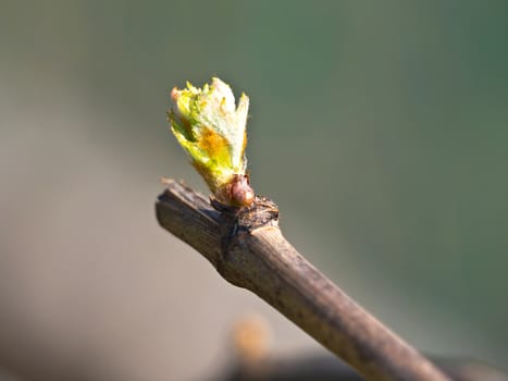 bud on the grape branch in early spring