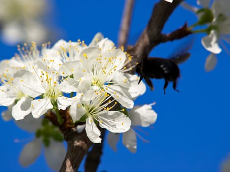 fruit flowers in the spring