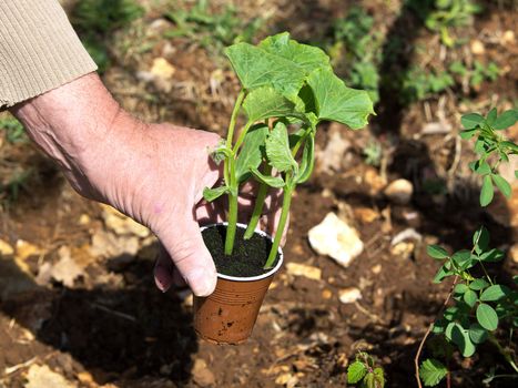 planting young plant of pumpkin from plastic cup