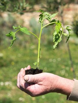 planting tomato plant on the farm