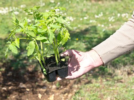 planting young tomato plants from plastic caps