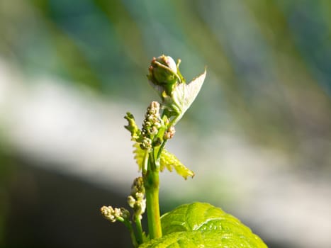 grape buds with leafs and grapes in early spring