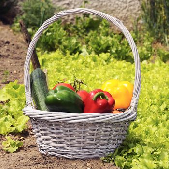 basket of vegetables freshly picked in the garden