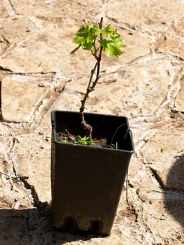 seedling of grape in the pot