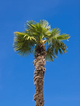 palm tree on a sunny day with blue sky