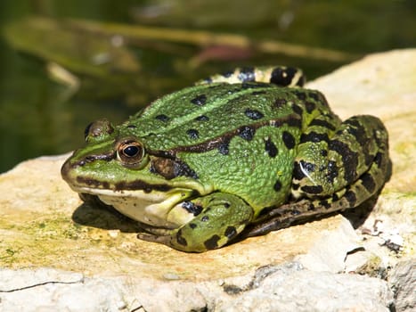 big fat green frog on the stone lake wall