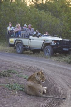 Group of tourists watch a lioness from the safety of a vehicle in the Mashuta Game Reserve, Botswana.