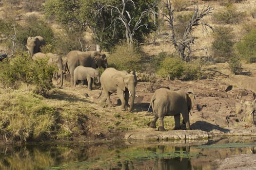 Herd of African Elephants (Loxodonta africana) approaching a a pool of water in a dried up river bed in Mashuta Game Reserve in Botswana