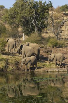 Herd of African Elephants (Loxodonta africana) drinking from a pool of water in a dried up river bed in Mashuta Game Reserve in Botswana