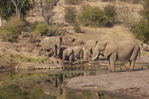 Herd of African Elephants (Loxodonta africana) drinking from a pool of water in a dried up river bed in Mashuta Game Reserve in Botswana