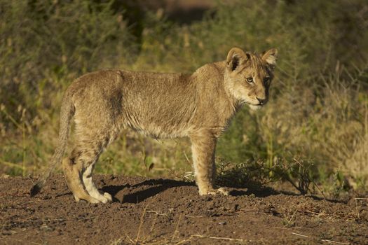 African Lion Cub (Panthera leo) in Mashuta Game Reserve in Botswana