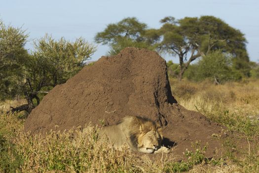 Male African Lion (Panthera leo) sleeping next to a large termite mound in Mashuta Game Reserve in Botswana