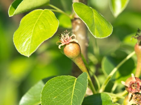 pear tree with branch of small fruits