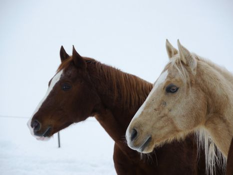 horses out side at cold winter time