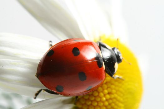summer ladybug on white camomile