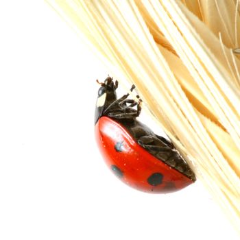 ladybug on wheat isolated white background