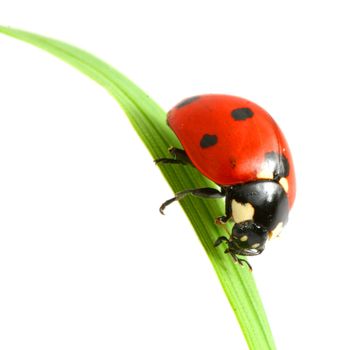 red ladybug on green grass isolated