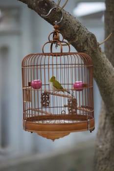Caged songbird in the Yuen Po Street Bird Garden in Kowloon, Hong Kong.