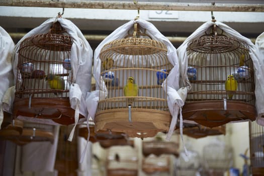 Caged song birds in the Yuen Po Street Bird Garden in Kowloon, Hong Kong.