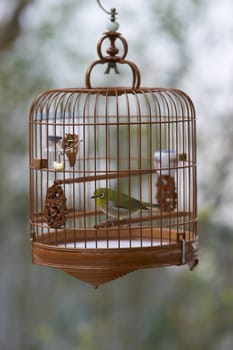 Caged songbird in the Yuen Po Street Bird Garden in Kowloon, Hong Kong.