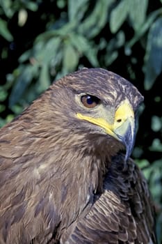 Closeup of a golden eagle with a leafy background