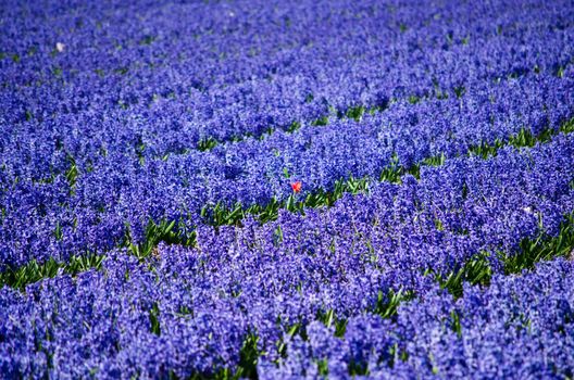 One different red tulip in a field of blue hyacinths in the flower bulb region in Holland.