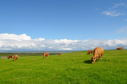Cows grazing in the meadow in an Irish landscape.