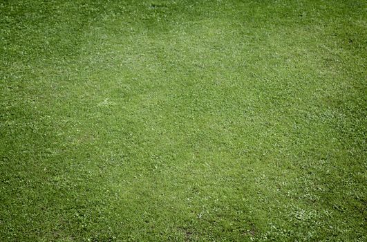 Grass background with texture detail of natural vegetation