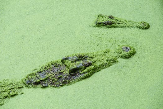 Fresh water adult crocodile from Thailand, taken on a cloudy day