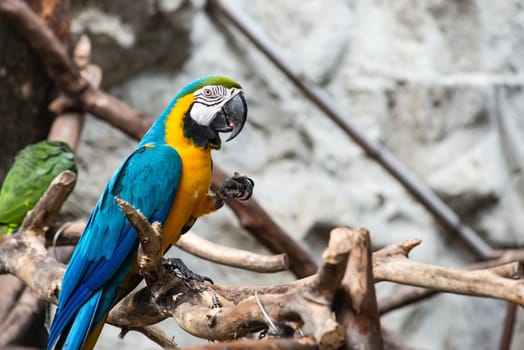 Blue and Gold macaw bird, Scientific name "Ara ararauna" parrot bird, taken on a indoor space