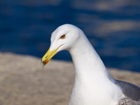 portrait of a beautifull white seagull